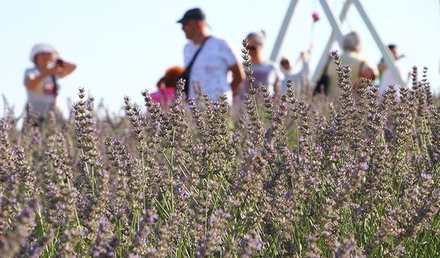 Tekirdağ'da doğal stüdyoya dönüşen renkli tarlalar turizme katkı sağladı