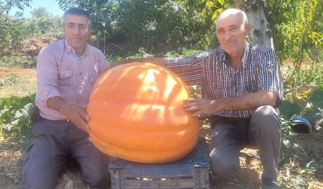 Sarıgöl’de 70 kilogramlık balkabakları