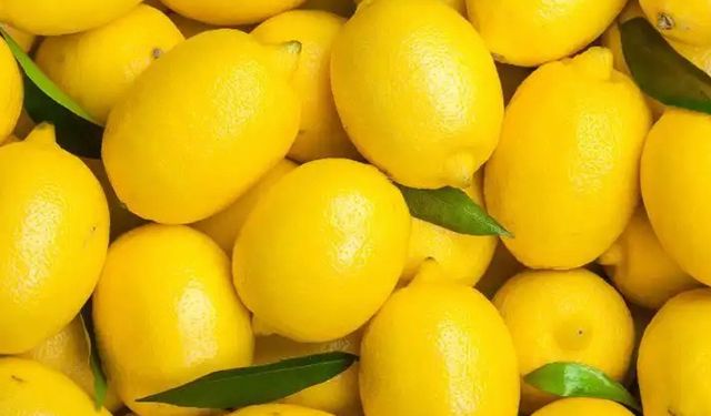 Ucuzlayacak: Limonun fiyatını düşürecek hasat başladı