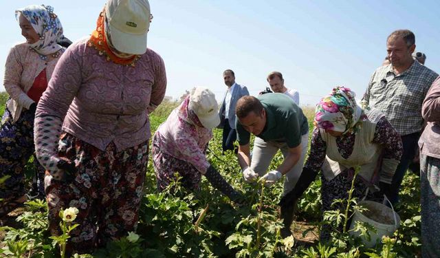 Balıkesir’de alım garantili bamya hasadı başladı