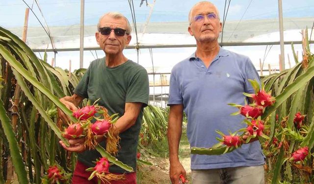 Mersin’de tropikal ejder meyvesinde hasat dönemi