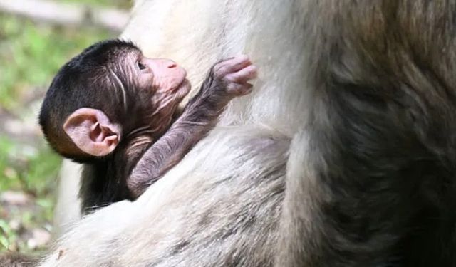 Maymun parktan kaçtı: Hala dolanıyor!