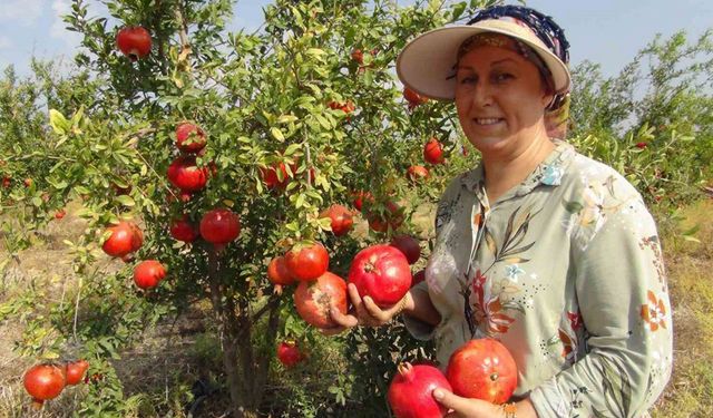 Mersin’de yılın ilk erkenci nar hasadı yapıldı