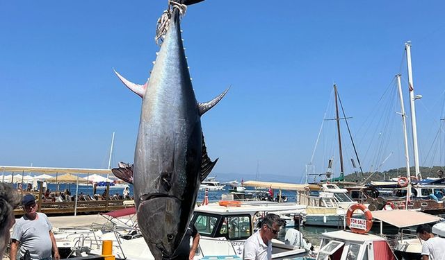 Bodrum'da amatör balıkçılar 2,5 metrelik orkinos yakaladı