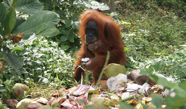 Şaka değil: Yağ alana orangutan bedava!