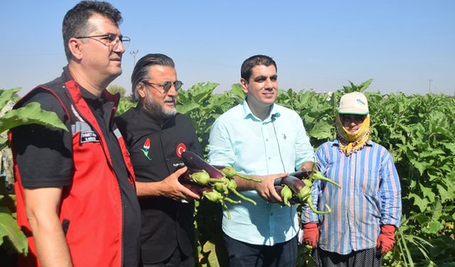 Tescilli Birecik Patlıcanı'nın hasadı başladı