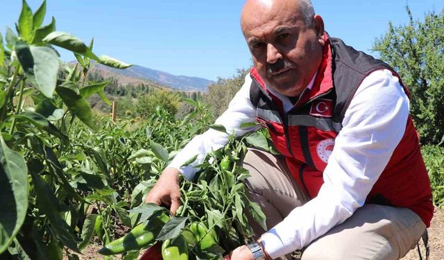 Sivas’ta salçalık biber ve domates hasadı başladı