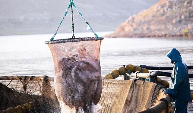 Doğu Karadeniz'in 7 aylık Türk somonu ihracatı yüzde 3 arttı