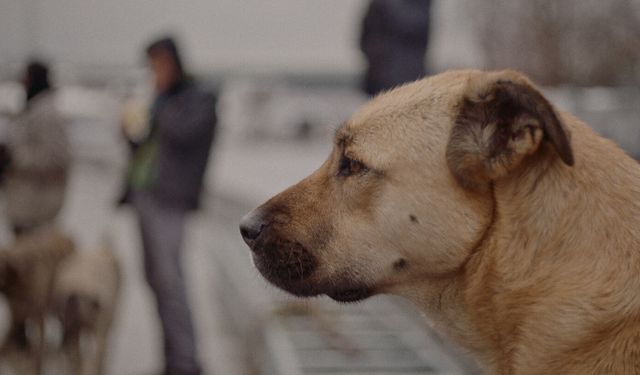 İstanbul sokaklarında yaşayan üç köpeğin belgeseli: 'Stray' gösterime giriyor!