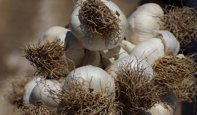 AB tescilli Taşköprü sarımsağında hasat süreci tamamlandı