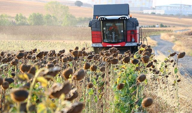 Tekirdağ'da yerli tohumdan üretilen ayçiçeği hasadı yapıldı