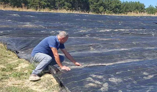 Örtü sistemi "Dünyanın en pahalı baharatı" safranda erken üretimi sağlayacak