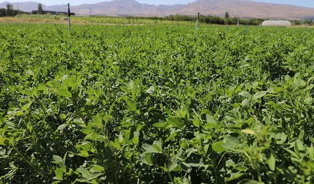 Niğde'de yüksek verimli yonca çeşidi geliştirildi