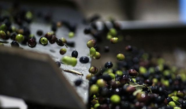 Zeytin ve zeytinyağı üretiminde sürdürülebilir tarım uygulamaları öne çıkıyor