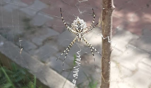 Karabük'te zehirli örümcek türüne rastlandı