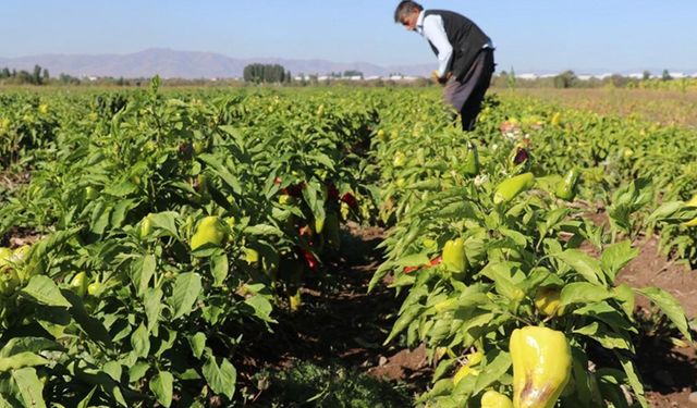 Ağrı'da iklim koşullarına rağmen deneme amaçlı ektiği tohumlardan verim alınca sebze yetiştiriciliğine başladı