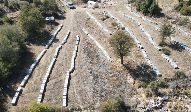 Çiçekten istediği verimi alamayan arıcıları çam balı sevindirdi