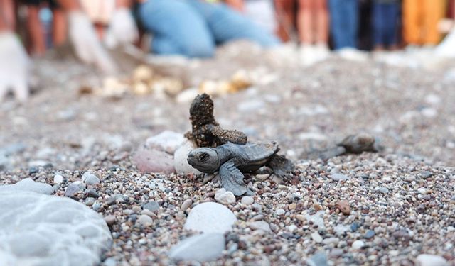 Antalya'nın Çıralı sahilinde 4 bin caretta caretta denizle buluştu