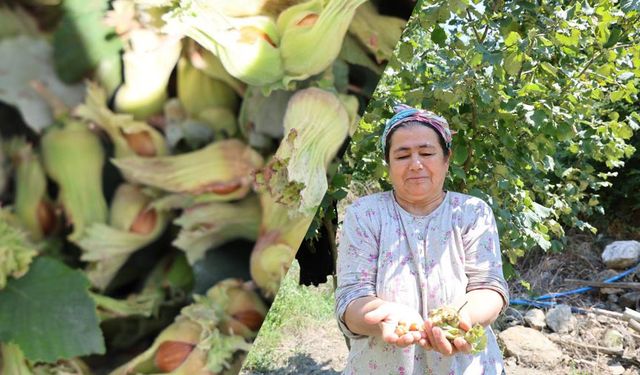 Adana’da bahçesini gezdirip fındık hediye ediyor