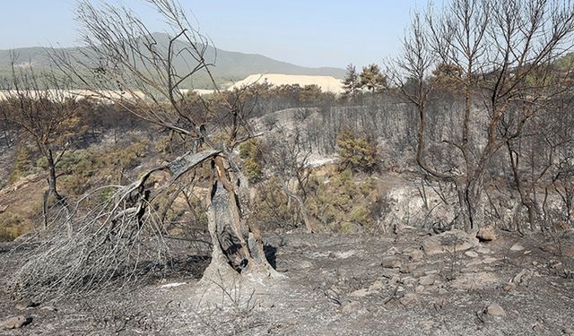 Muğla'da bu yıl çıkan 385 yangında 1400 hektar tarım ve orman alanı zarar gördü