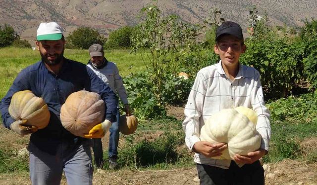 Gercüş’te bal kabağı hasadı başladı