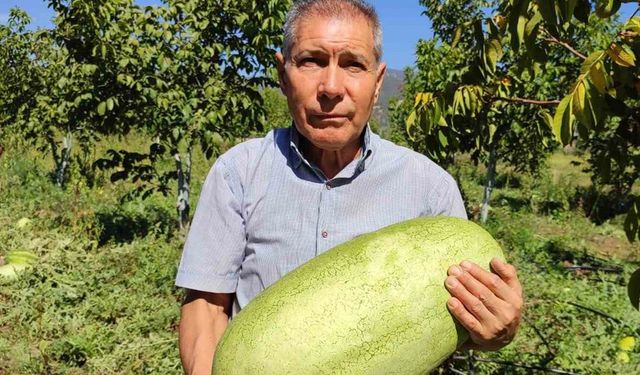 Tarlada kalan karpuzlar pekmeze dönüştü