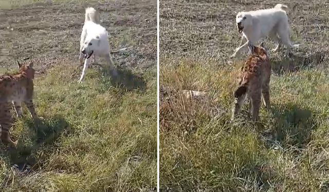 Kars'ta inanılmaz görüntü: Köpek ile vaşak karşı karşıya