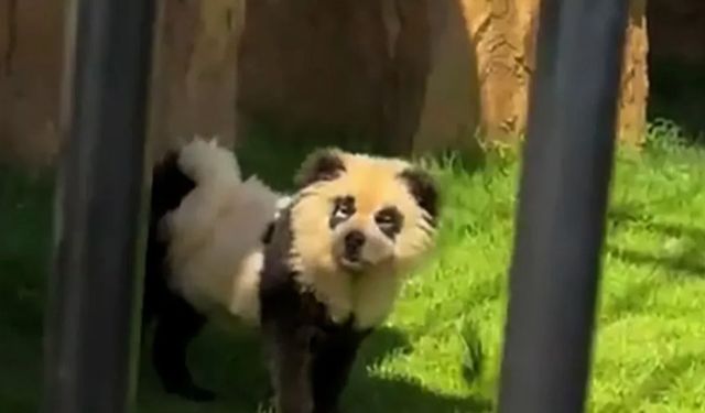 Köpekleri panda gibi boyadılar! Hayvanat bahçesinde skandal