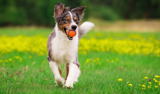 Daha iyi bağırsak sağlığı için köpek alın!