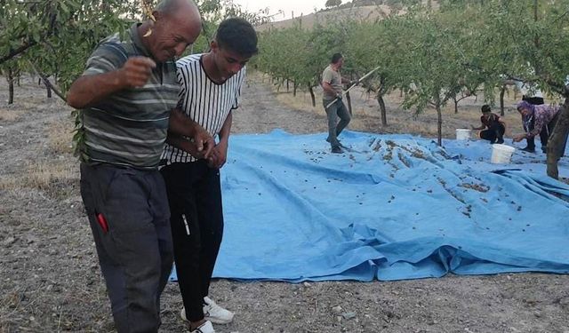 Yozgat’ta badem üreticisi yüksek verimi halay çekerek kutladı