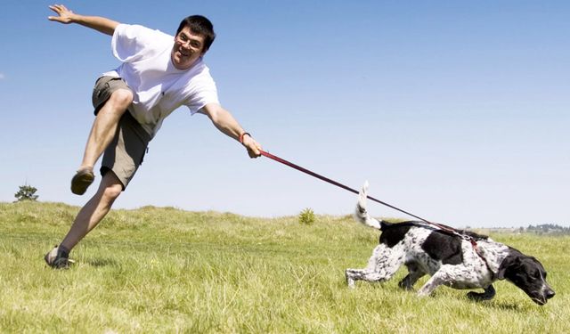 Tasmayla nasıl köpek gezdirilir?