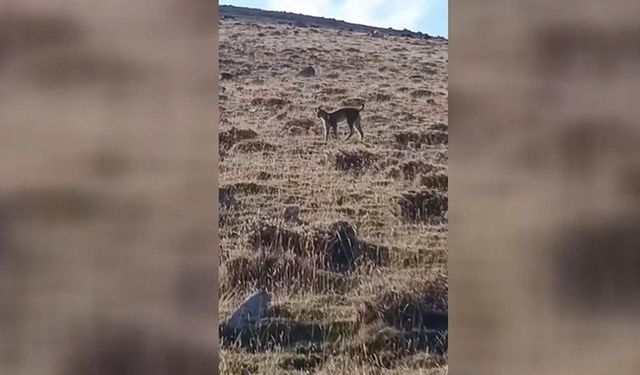 Ağrı'da nesli tehlike altında olan vaşak görüntülendi