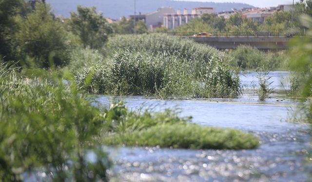 Yılan balığı neslinin devamı akarsulardaki yaşam alanlarının korunmasına bağlı