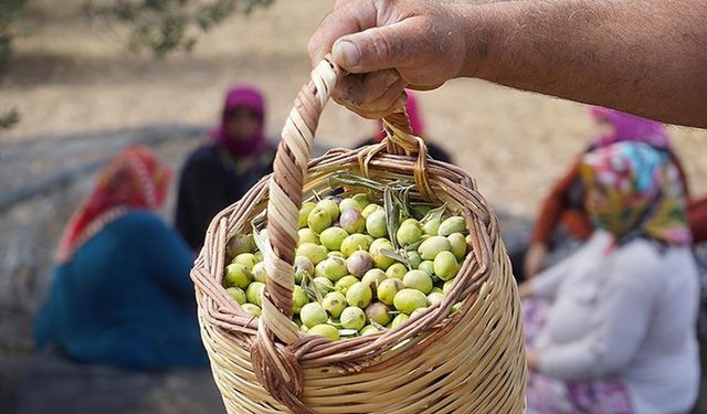 Türkiye'nin önemli zeytin üretim merkezlerinden Ayvalık'ta hasat başladı