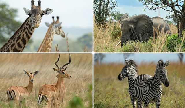 Afrika'da yaban hayatı popülasyonu son 50 yılda yüzde 76 azaldı