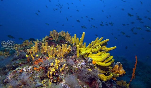 Türkiye'nin turizm merkezlerinden Ayvalık'ın su altı zenginlikleri görüntülendi