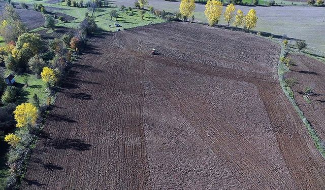 Kastamonu'da 12 bin yıllık siyez buğdayı ekimi başladı