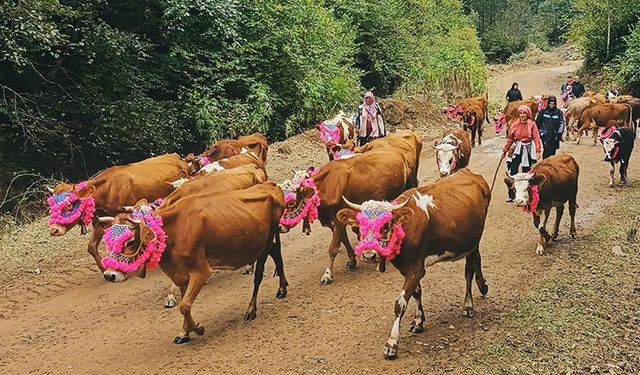 Trabzon'da yaylalardan dönüş yolculuğu devam ediyor