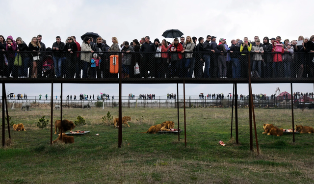 Park çalışanını aslanlar parçaladı! Feci ölüm