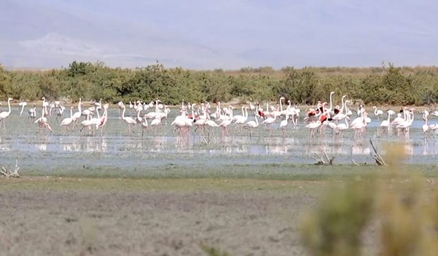 Konya'da flamingo yavruları göç yolculuğuna hazırlanıyor