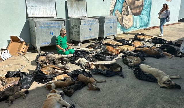 Gebze'de vahşet! Çok sayıda kedi ve köpek cesedi bulundu