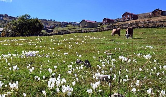 Tarihi kervan yolundaki "Ağaçbaşı Turbalığı"nda sonbahar