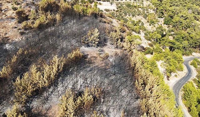 Menteşe'de orman yangınından etkilenen alanlar havadan görüntülendi