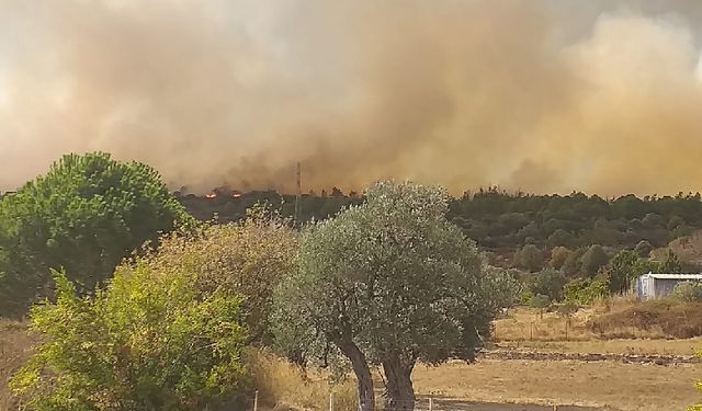 İzmir'de yangın çöplükten ormana sıçradı.