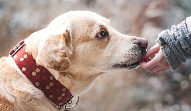 2023’te köpek vergisinden rekor gelir!