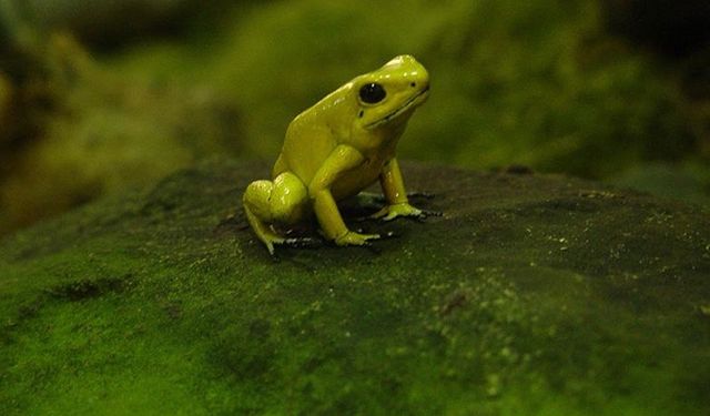 Madagaskar'da 7 yeni kurbağa türü keşfedildi