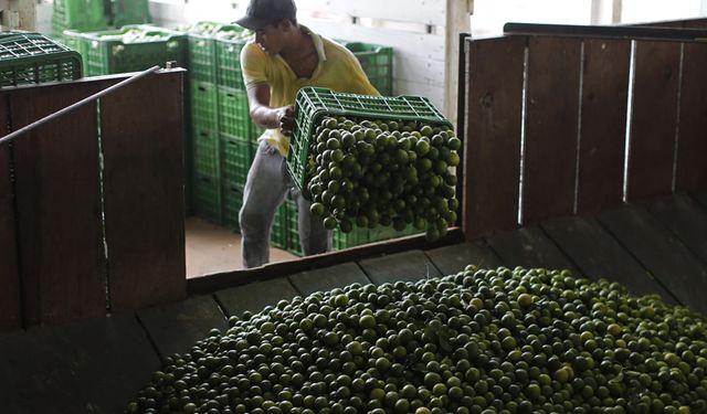 Resmi karar: Limonları korumak için 660 asker!