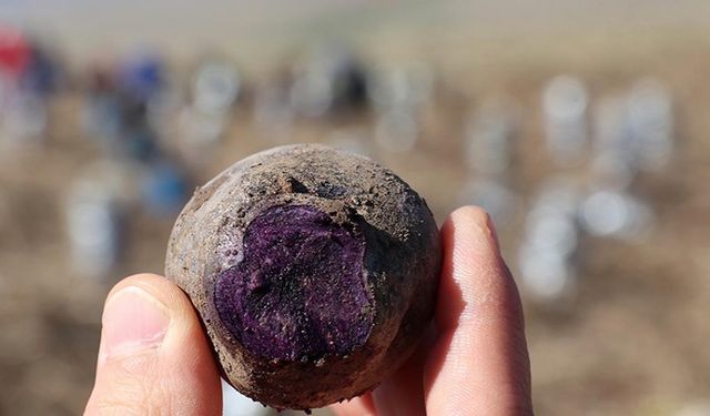 Pasinler Ovası'nın yeni ürünü mor patates oldu