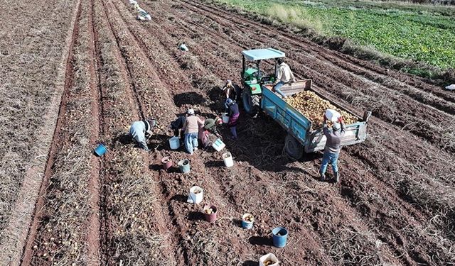 Patates ekim alanının 173 bin dekara ulaştığı Kayseri'de hummalı hasat mesaisi