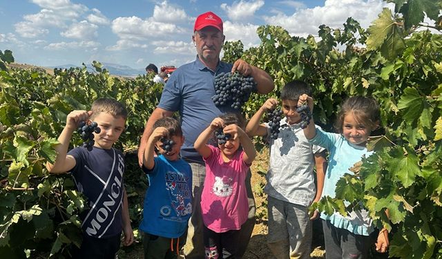 Isparta'da kurulan üzüm bağları köy yaşantısını canlandırdı